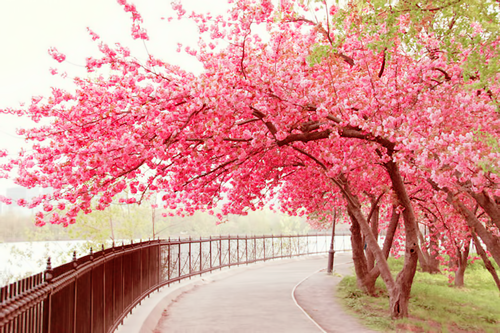 100 Gambar Pemandangan Bunga Sakura Yg Indah Paling Hist